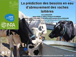 Eau pour bovins